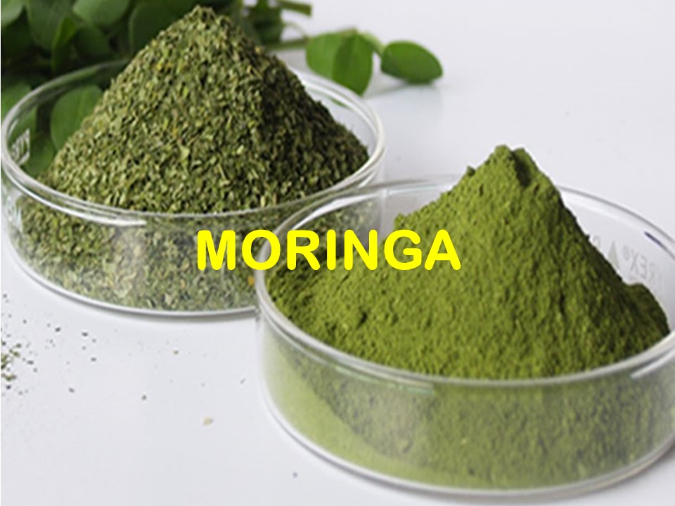 MORINGA - AGRO RAYA 02