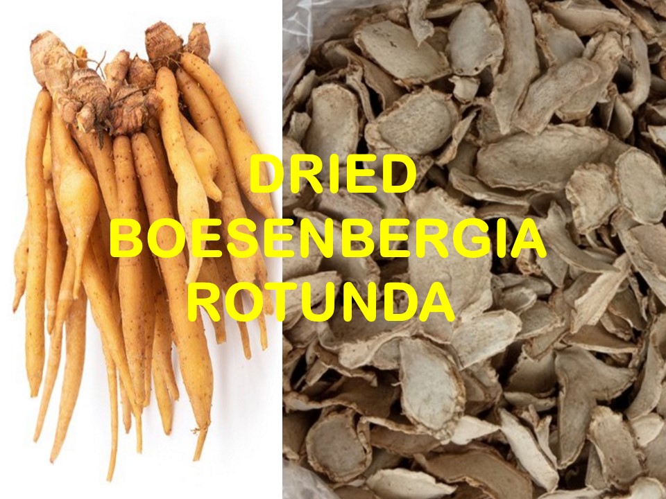 DRIED BOESENBERGIA ROTUNDA - AGRO RAYA - 02