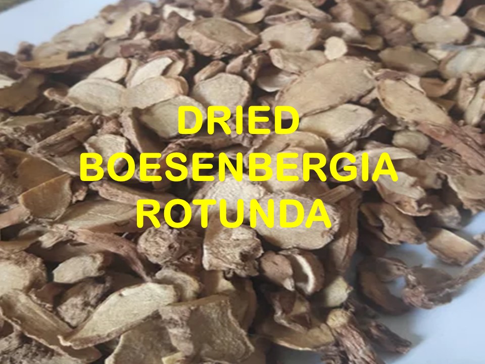 DRIED BOESENBERGIA ROTUNDA - AGRO RAYA - 03