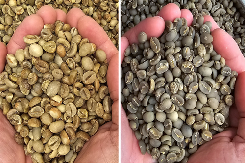 Indonesia green coffee beans by www.agro-raya.com (02)