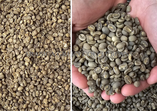 Arabica Green Coffee Beans - OK.1.YES