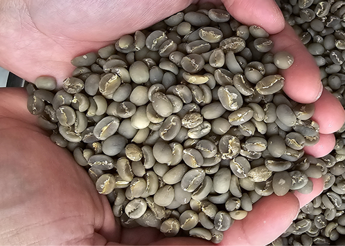 Arabica Green Coffee Beans - www.agro-raya.com . OK