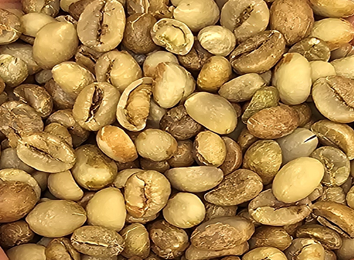 Robusta Green Coffee Beans by Agro Raya Co .1