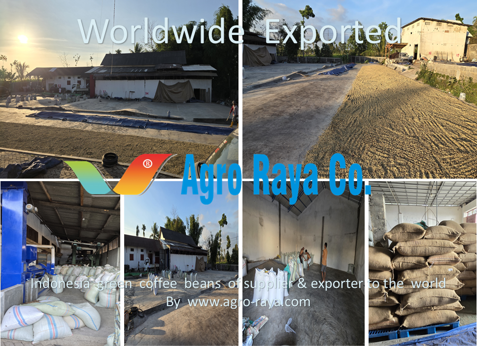 INDONESIA GREEN COFFEE BEANS SUPPLIER & EXPORTER. 06. WWW.AGRO-RAYA.COM