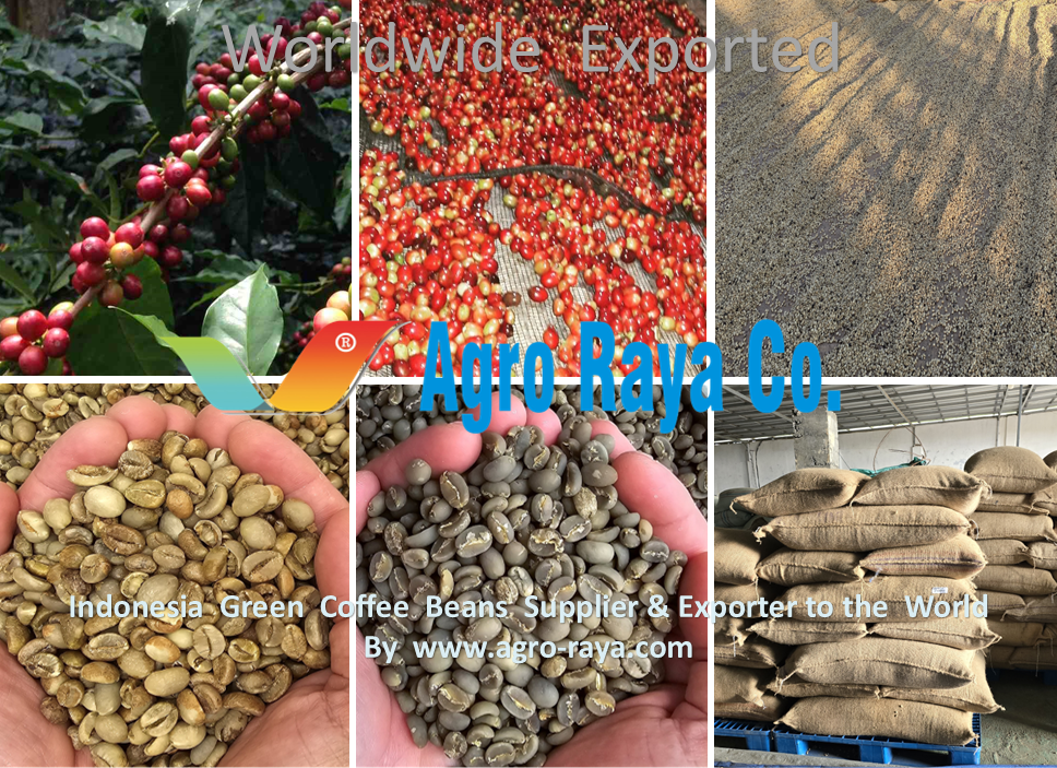 INDONESIA GREEN COFFEE BEANS SUPPLIER & EXPORTER. YES. WWW.AGRO-RAYA.COM