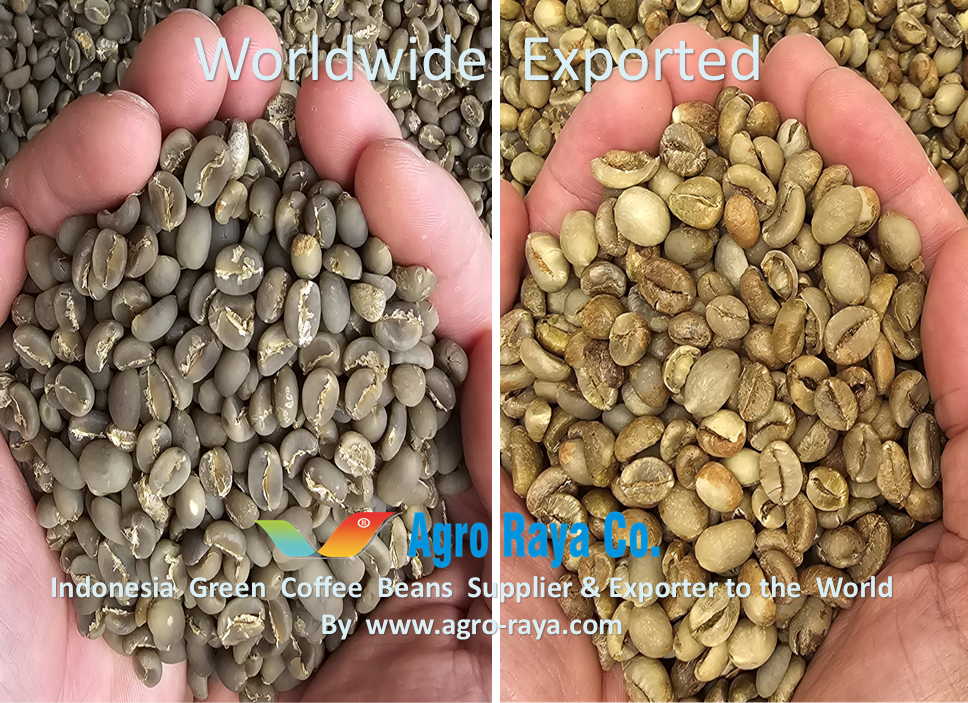 Green Coffee Beans Supplier from Indonesia 01