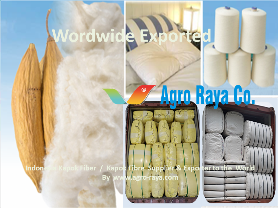 Kapok Fiber Supllier Indonesia - 01