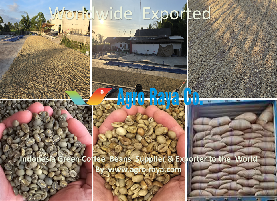 RAW UNROASTED COFFEE INDONESIA SUPPLIER. 03
