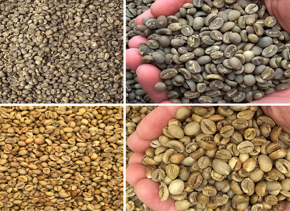 Indonesia Green Coffee I Specialty & Premium Quality I Coffee Supplier & Exporter.